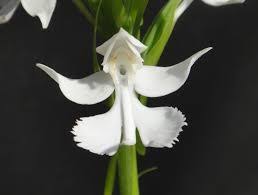 Image result for Habenaria indiana