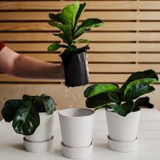 The lush, verdant leaves make a striking impact. Wild Interiors What S Wrong With My Fiddle Leaf Fig How To Fix Common Fiddle Leaf Fig Issues