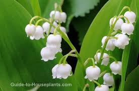 Jun 01, 2021 · lily of the valley care light. Lily Of The Valley Flowers Tips For Growing Lilies In Pots