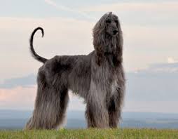 Why buy an afghan hound puppy for sale if you can adopt and save a life? Canadian Dogs Afghan Hound Puppies Breeders In Canada