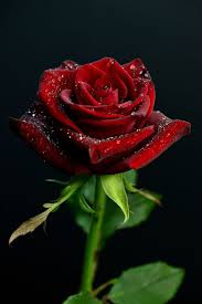 A Beautiful Red Rose Blumen Rosen Romantische Blumen Schone Blumen