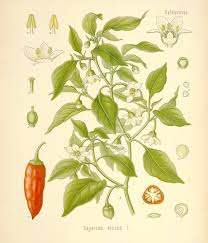 Image result for Capsicum annuum