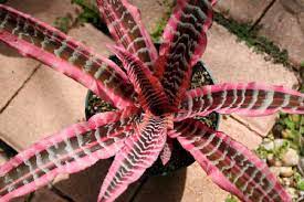 Cryptanthus Nivea Heliconias Plantas Jardines