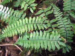 Image result for Aspleniaceae