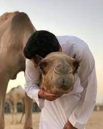 الـهـجـن فـي كـل عـام يـزيد تـقديرها رمــز الأصالـه لـنـا يــوم السـنيـن اشهبـا ومـضـم ـر الـنـادره ي my little pony unicorn prince of egypt arab men fashion