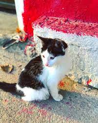 ahmet celebi adli kullanicinin doga manzalari panosundaki pin kedi yavru kediler duygular
