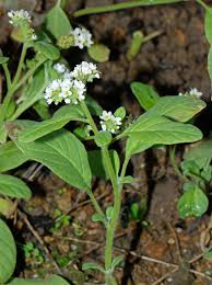 Image result for Heliotropium lineare