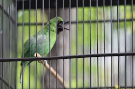 Untuk melihat detail lagu vidio cucaj ijo jamtrok klik salah satu judul yang cocok, kemudian untuk link download vidio cucaj ijo jamtrok ada di halaman berikutnya. Bagaimana Mengecas Cucak Hijau Secara Efektif Om Kicau