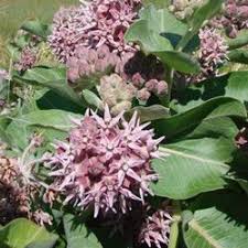 Asclepias Speciosa Showy Milkweed For Monarchs Milkweed Plant Asclepias Milkweed