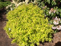 Image result for spirea japonica gold princess