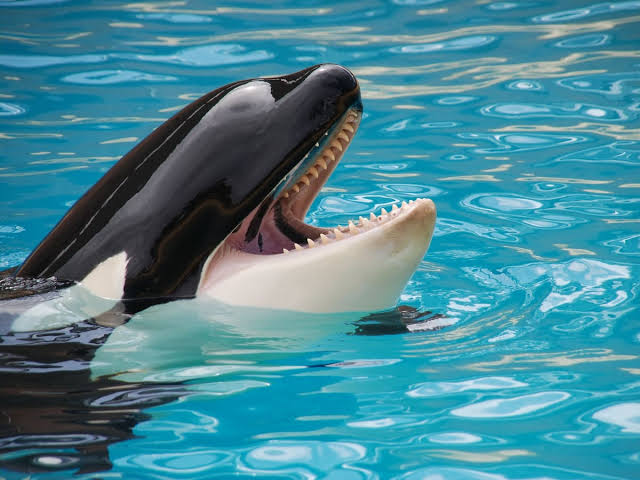 La historia de Keiko, la orca que protagonizó Liberen a Willy, pero no tuvo  el final feliz de la película - LA NACION