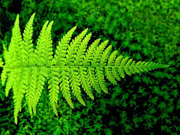 We did not find results for: Finding Ferns