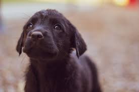 To adopt an animal from a shelter, there are usually several steps, including: Empty The Shelters Pet Adoption Fees Reduced This Weekend