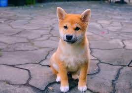We have been raising shiba inu since 1997 and our boys and girls have taught us a lot down throughout the years. Shiba Inu Price How Much Does It Cost To Raise A Shiba Inu Dog Your Dog Advisor