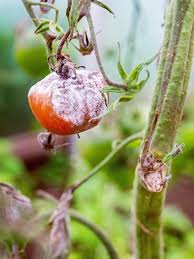 Image result for tomato seedling botrytis