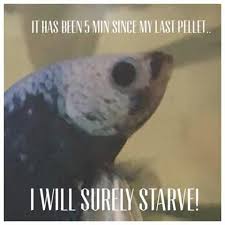 Funny Hungry Fishies Pet Fish Betta Fish Tank Betta Fish Care