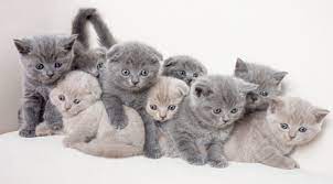 en hizli ucretsiz yavru kedi sahiplendirme istanbul