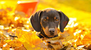 Where can i find information about the dotson family? 9 Spunky Facts About Dachshunds Mental Floss