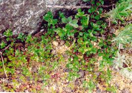 Image result for Polycarpon tetraphyllum