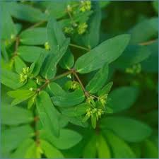 Image result for Euphorbia hyssopifolia
