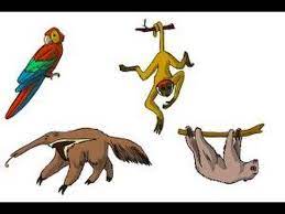 We did not find results for: How To Draw Rainforest Animals Youtube