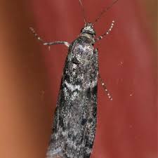 Image result for Pyla fusca