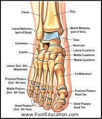 The interosseous muscles of the foot are muscles found near the metatarsal bones that help to control the toes. Footeducation On Twitter The Foot Is An Intricate Structure Containing 26 Bones With Thirty Three Joints 107 Ligaments 19 Muscles And Multiple Tendons That Hold The Structure Together And Allow It To Move