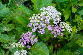 Check spelling or type a new query. Small White And Purple Flowers On A Plant In A Forest Stock Photo Picture And Royalty Free Image Image 79025724