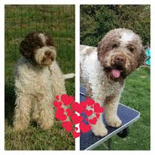 Join our email list to be the first to know when puppies are available! Curly Coats Lagotto Dogs Avilable For Sale Curly Coats Lagotto Romagnolo Zuchter Des Italienischen Wasserhundes