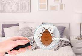 Additionally, another great idea is to purchase a box spring encasement. How To Get Rid Of Bed Bugs At Home Your Stepwise Guide