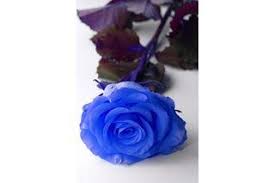 Check spelling or type a new query. Food Coloring Science Projects Blue Roses Wallpaper Blue Roses Real Blue Roses