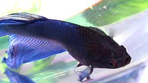 Betta Has Progressing Dropsy Youtube