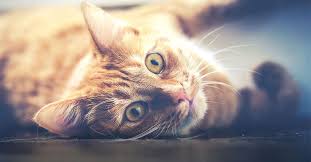 If you are considering adding a cat to your household, please adopt from a shelter, humane society, or cat rescue group. The Rescue House San Diego Cat Rescue Cat Adoption