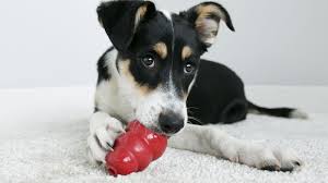 As your dog chews and licks, they will circulate the oral treatments around their mouth and help reduce bacteria. Kong Stuffing Dog Treats Kong Company
