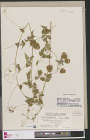 Image result for Hyparrhenia niariensis