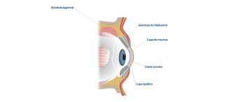 Qué es el menisco lagrimal? - Blog de Clínica Baviera