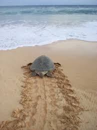 Jetzt günstig deine reise buchen! Kostenloses Grune Schildkrote Am Strand Insel Ascension 2 Photos Freeimages Com
