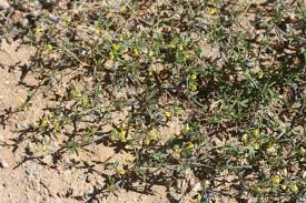 Image result for Lotononis laxa