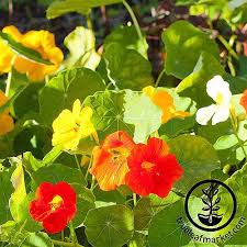 We did not find results for: How To Grow Nasturtiums In Your Garden Gardener S Path