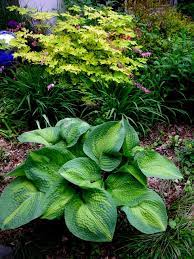 Yet in a conversation with tony avent, founder of plant delights nursery in north carolina and a longtime hosta i suppose i already knew that there are more than 6,000 named hosta varieties, though 3. Hosta Carolyn S Shade Gardens