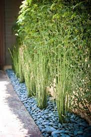 But i think it is very graphic and interesting. Garden Landscaping Ideas How To Grow Horsetail Reed Deavita