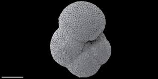 Image result for Polyspatha oligospatha