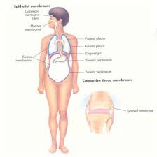 A P Unit 4 Set 1 Body Membranes Flashcards Quizlet
