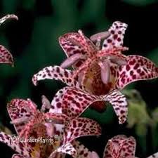 Image result for Tricyrtis `Black Beauty`