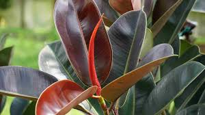 Image result for ficus elastica flower