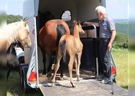 Your buckskin quarter horse foal stock images are ready. Quarter Horse Buckskin For Sale Ehorses Com