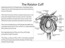 The shoulder musculoskeletal key these pictures of this page are about:conjoint tendon shoulder. Rotator Cuff Disorders Ppt Download