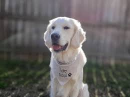 This is a worthwhile diy project which can be completed by those with all levels of expertise in. Custom Dog Bandana Shop Retriever Apparel