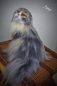 pin on cat cont d my dry felting wool