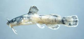 Image result for Platostoma montanum